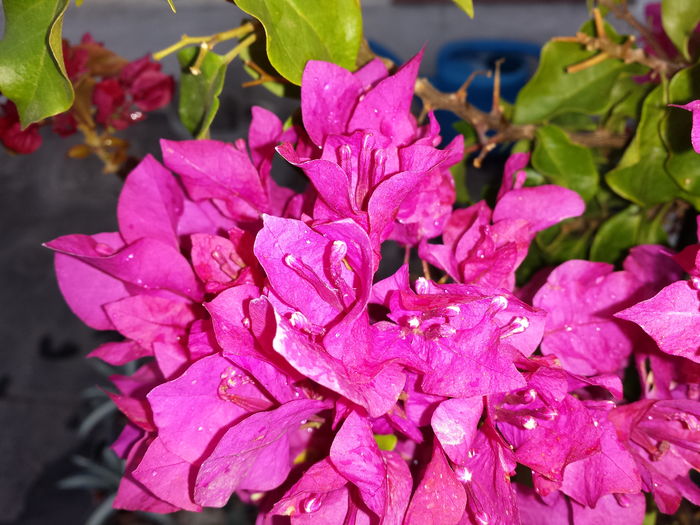  - Bougainvillea - 2015