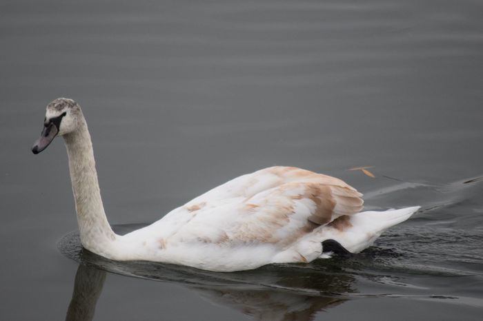 12238325_864451677009211_9039089459277858237_o - DE PRIN NATURA