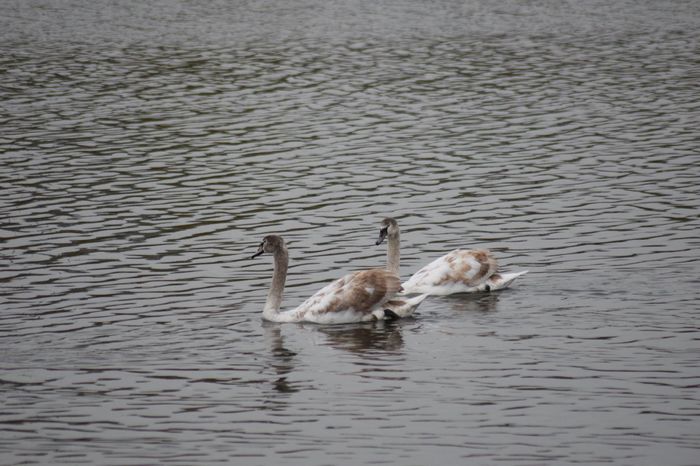 12239236_864451943675851_63821920451153755_o - DE PRIN NATURA