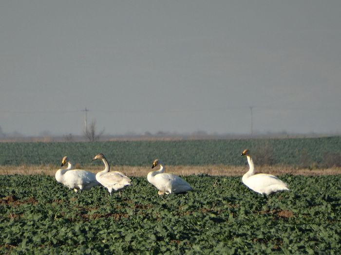 Lebăda de iarnă; Cygnus cygnus
