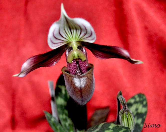 DSC_0168 - Paphiopedilum purpuratum