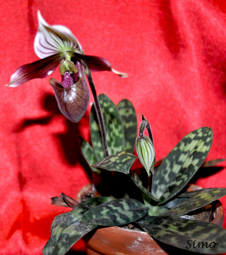 DSC_0170 - Paphiopedilum purpuratum
