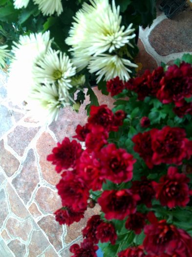 IMG_20151121_100402 - poze 2015