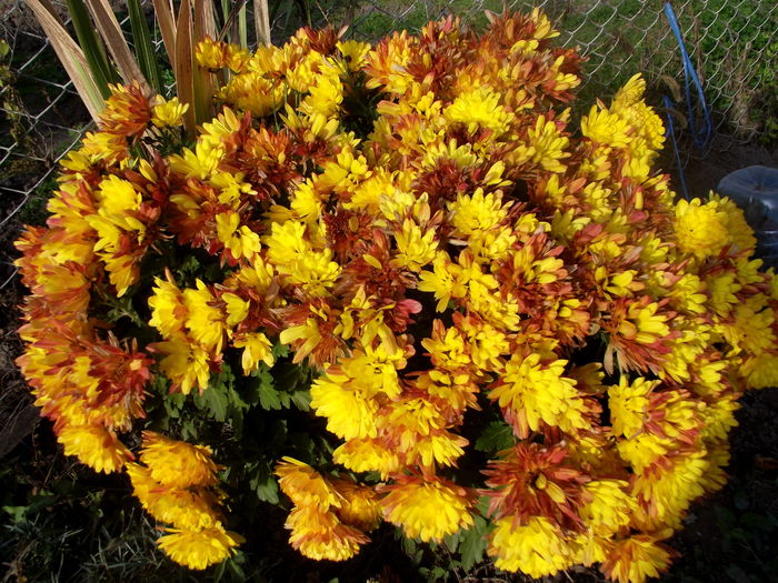 crizanteme galben multiflora - flori in gradina