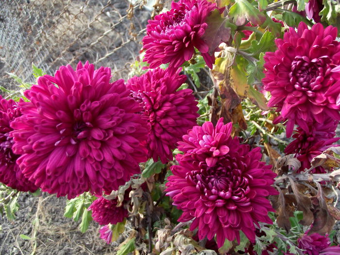 crizanteme grena - flori in gradina