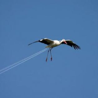62292_6ca112b99e3409b351694a8fe5532df7_mdsq - BIRDS