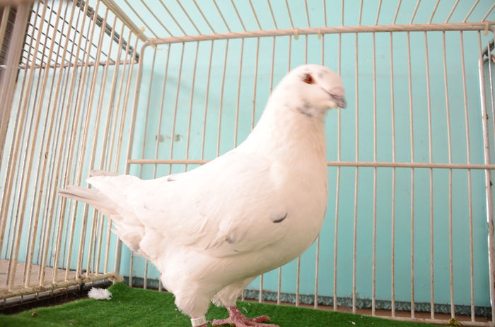 DOR_1412 M 2015 Vandut - Porumbei Americani-Vanduti