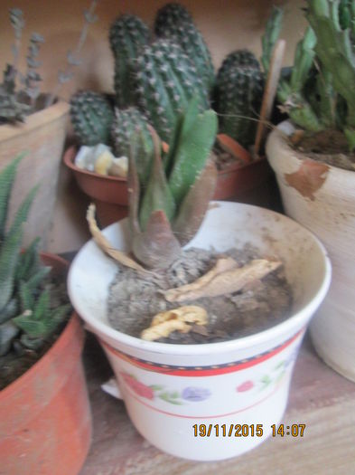 021 - cactusi