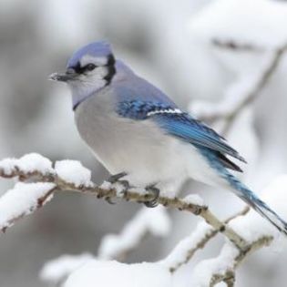 62382_a63bb5094b1063c3a77fb17458c48a94_mdsq - BIRDS