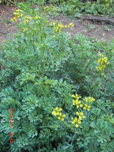 ruta inflorita - Gradina Casa si Plante Rare sau Deosebite pentru Sanatate2