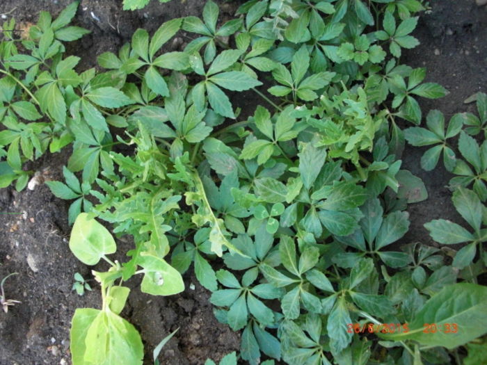 Gynostemma ginsengul cu 5 frunze - Gradina Casa si Plante Rare sau Deosebite pentru Sanatate2