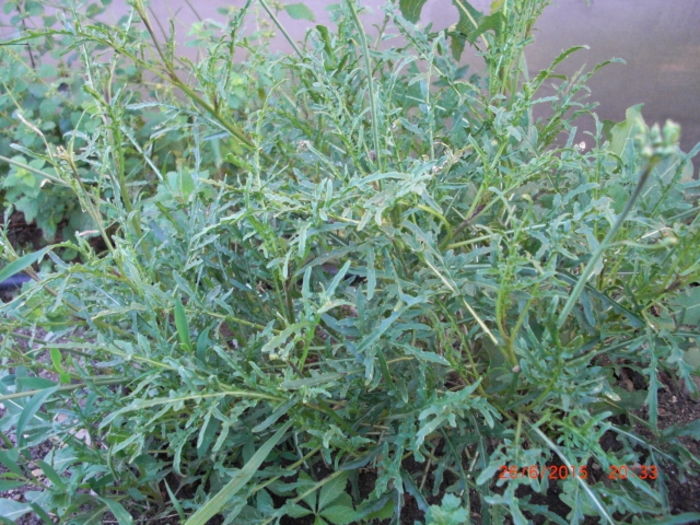 Rucola perena