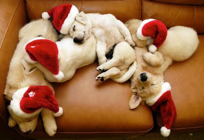 cachorrinhos-natal - SARBATORILE VIN-SE APROPIE CU PASI REPEZI-VOI LE ASTEPTATI