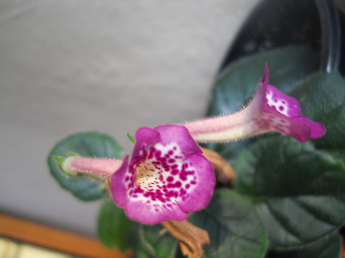 DSCN8928