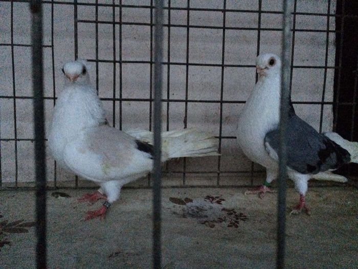 12167898_922195187864723_1293443024_n