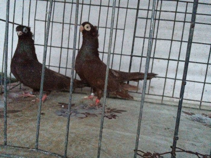 12270015_922195084531400_1401879121_n