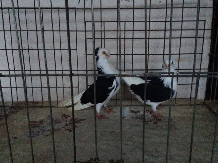 12270076_922195004531408_153403338_n