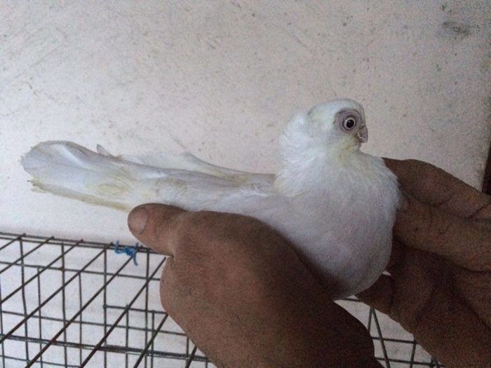 12270141_922194974531411_1998797331_n