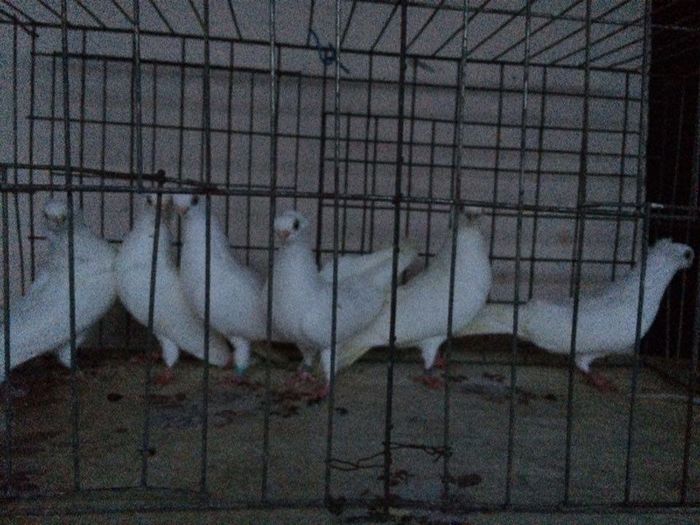 12270404_922195244531384_740998095_n