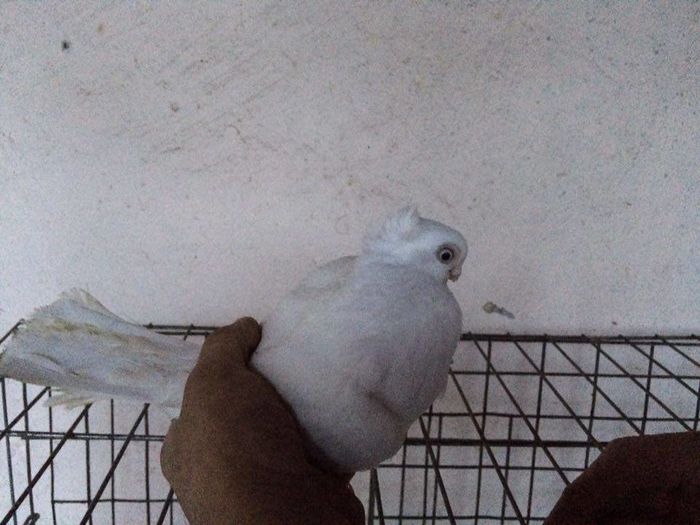 12272849_922194997864742_490945021_n