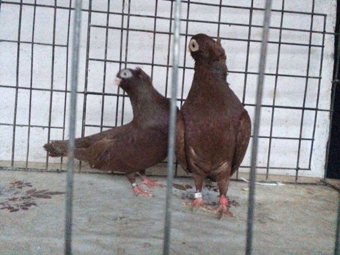 12272900_922195104531398_1791412238_n