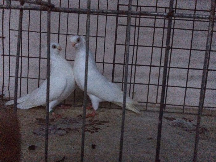 12273099_922195294531379_807346565_n