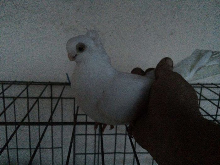 12273117_922195257864716_1023315034_n