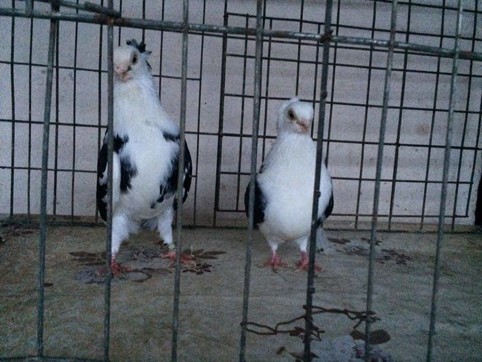 12278176_922194984531410_660466890_n