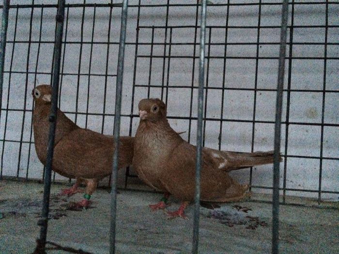 12282854_922195164531392_833594420_n