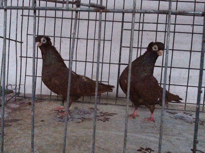 12282882_922195114531397_705592042_n