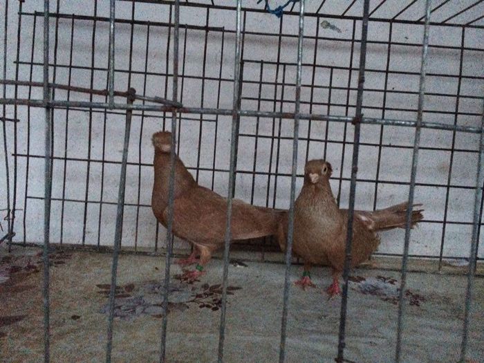 12282916_922195134531395_46997449_n