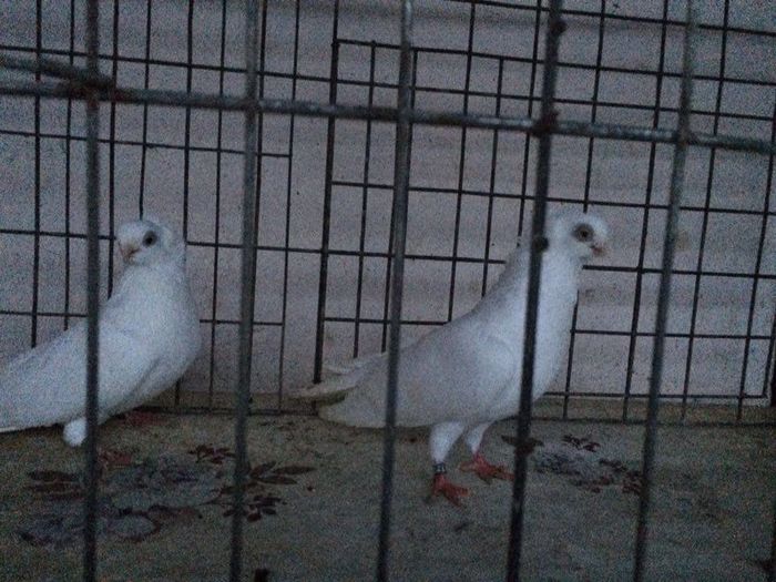 12283002_922195281198047_2082762487_n