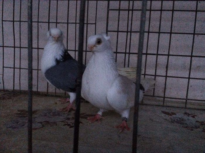 12283144_922195204531388_1174726677_n