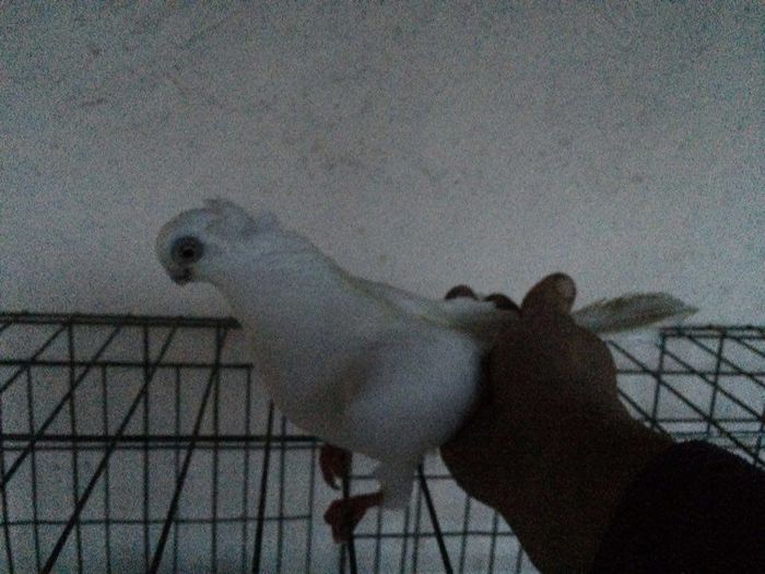 12283255_922195254531383_2034211100_n