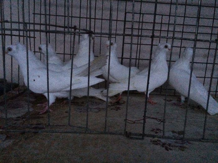 12283283_922195211198054_2007759719_n