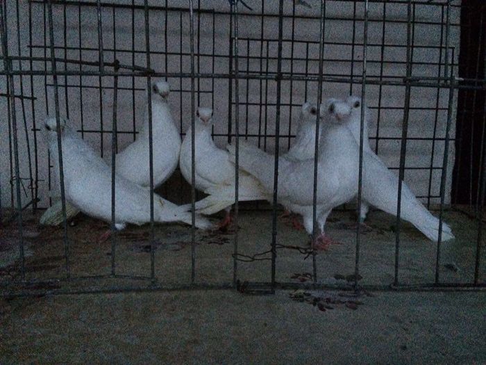 12283287_922195241198051_2146959511_n