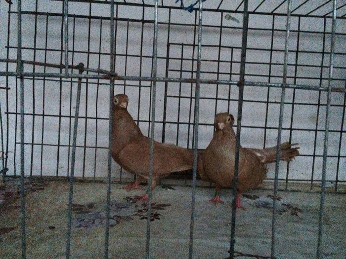 12285755_922195141198061_629248461_n