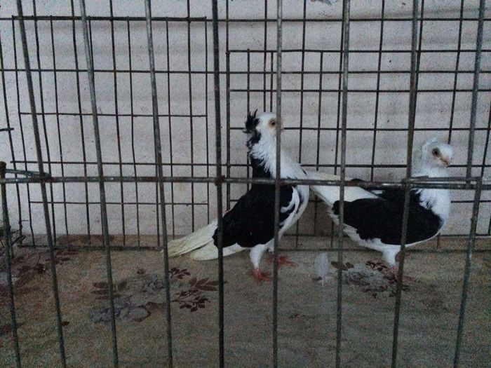 12285784_922195074531401_865817501_n