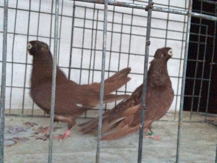 12285803_922195124531396_316542831_n