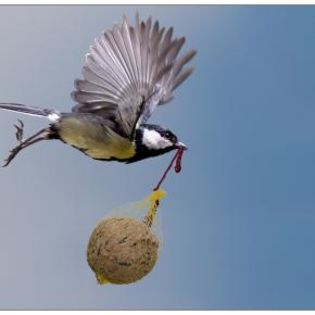 62958_21550a613b734c221bd76c819fd28cd9_mdsq - BIRDS