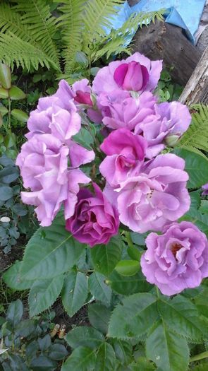 20150619_094331 - Trandafirii mei