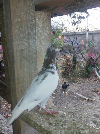 meulemans frati de cuib 2015 3 - 1 ABC PUI VOIAJORI octombrie 2015