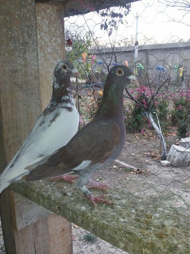 melemans frati de cuib 2015 1 - 1 ABC PUI VOIAJORI octombrie 2015