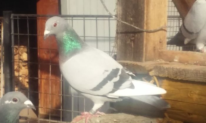 20151117_111503 - porumbei 2015