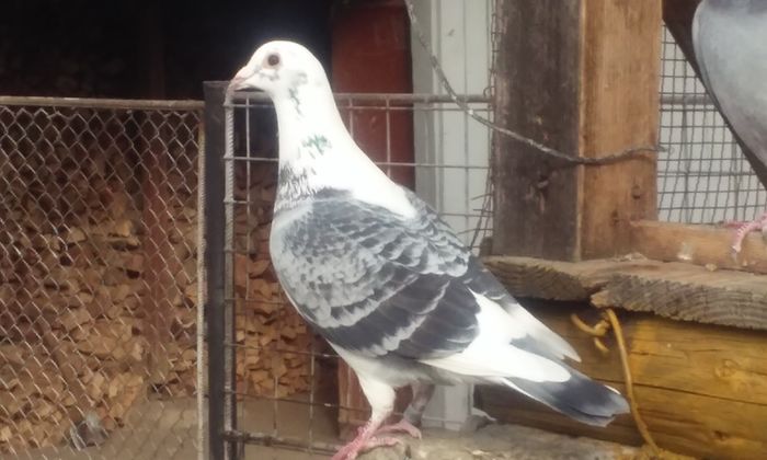 M-2015 - porumbei 2015