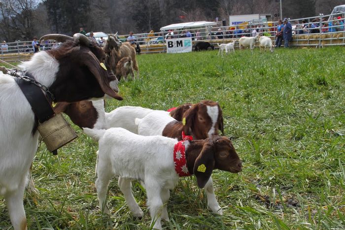 Capre Boer si Toggenburg-65 - RASE DE OI SI CAPRE-POZE DEOSEBITE 9