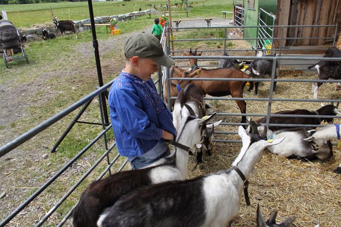 Copilul cu caprele de lapte-5ds