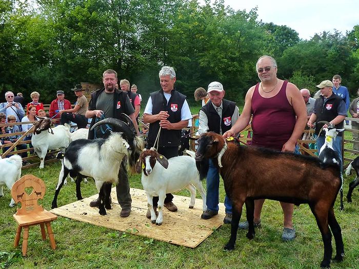 La Expozitie cu caprele de rasa - RASE DE OI SI CAPRE-POZE DEOSEBITE 9