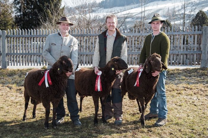 Oitele Bergschaf maronii frumoase - RASE DE OI SI CAPRE-POZE DEOSEBITE 9
