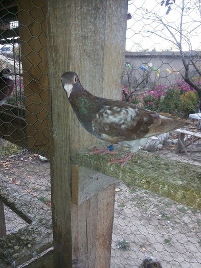 tardiv - 1 ABC PUI VOIAJORI octombrie 2015